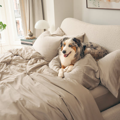 Mulberry Silk x Bamboo Move-In Bundle (Luxe Cotton Shell)